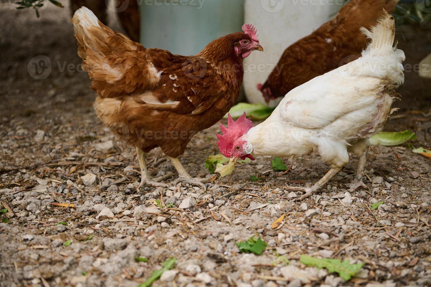 Brown and White Chickens Feeding Outdoors in a Rural Environment photo