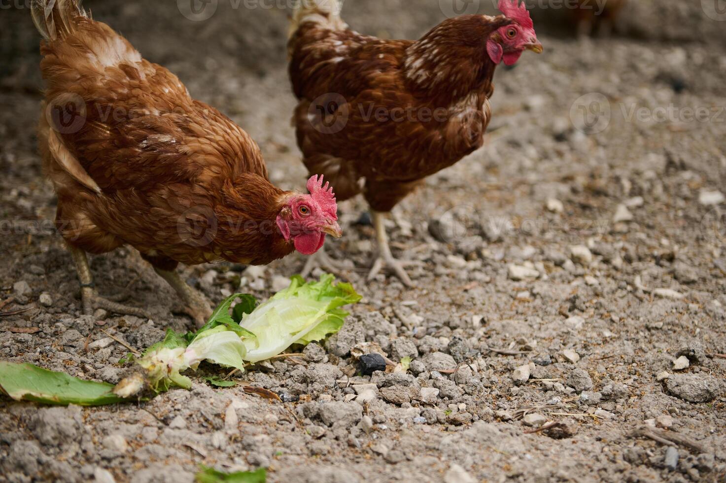 Free-Range Chickens Feeding on Fresh Lettuce in a Rustic Farmyard photo