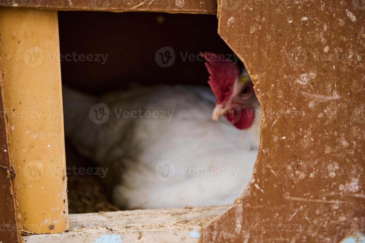 White Hen Resting in Nest Box Framed by Rustic Coop Aperture photo