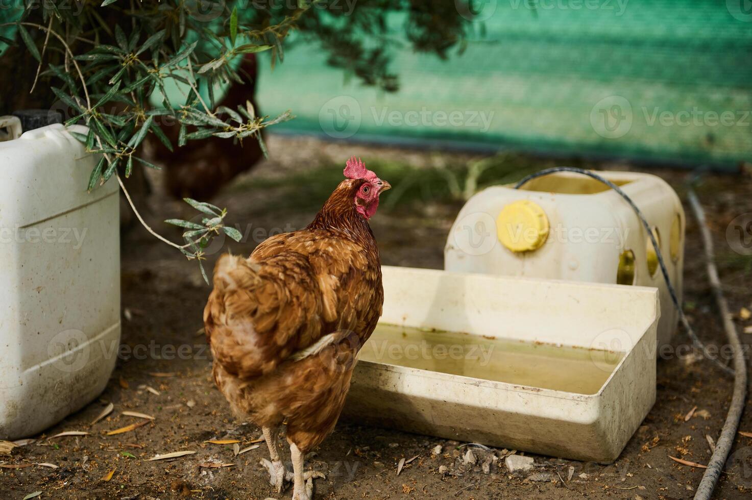 A free range hen at a white vessel to drink water, in a barn in eco-farm photo