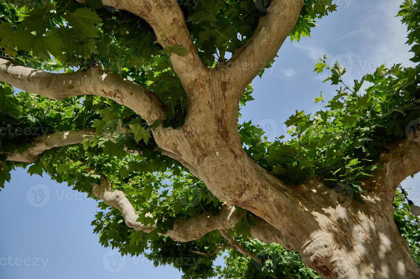 Tranquil View of Lush Tree Canopy Against Clear Blue Sky photo