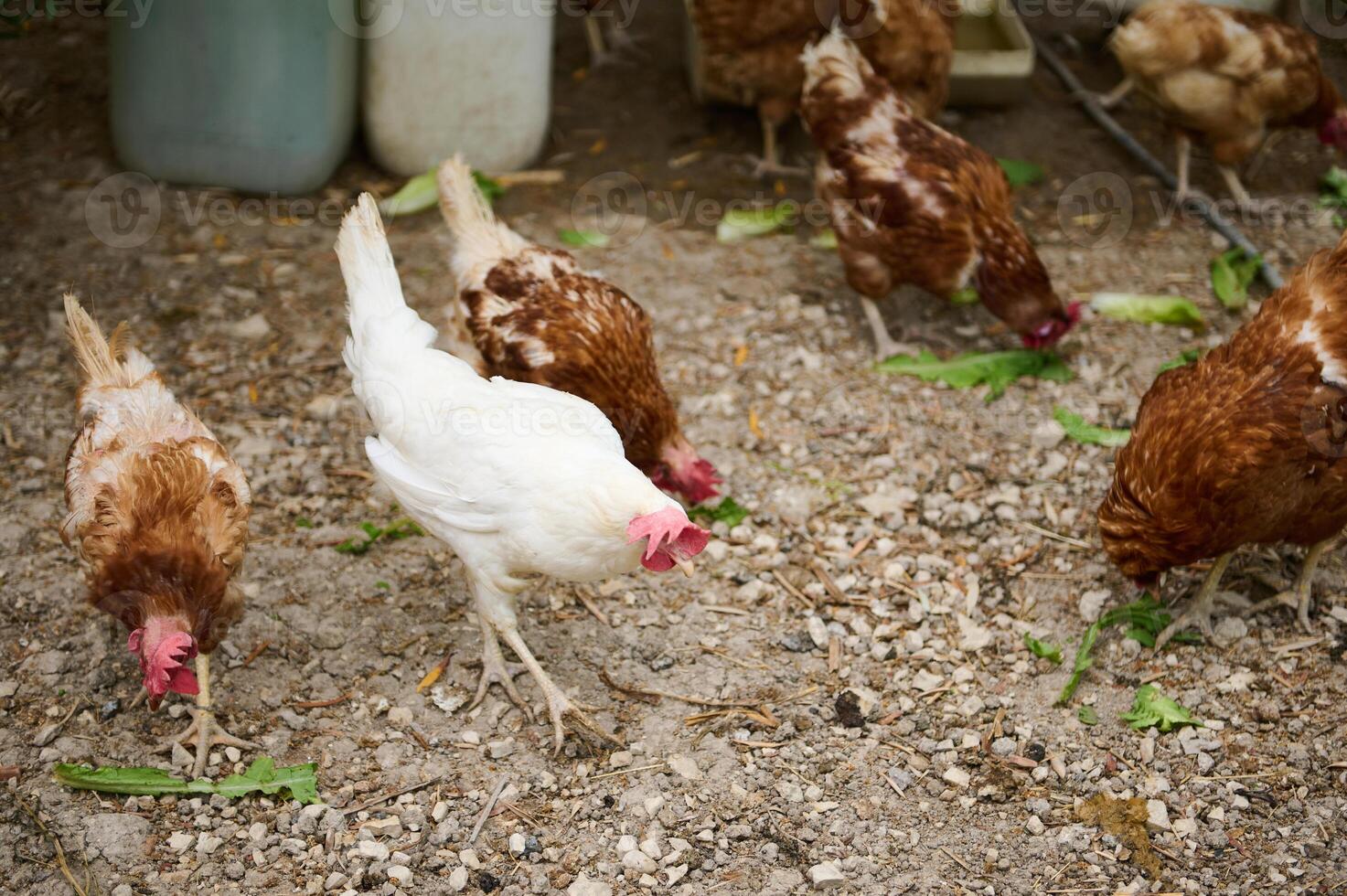 Group of Chickens Feeding Outdoors in a Free-Range Farm Environment photo