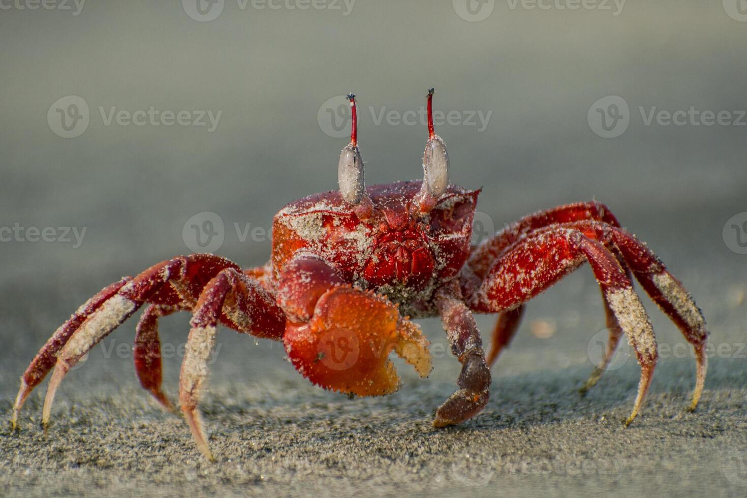 Crab illustration, beautiful high resolution background, best hd stock photo