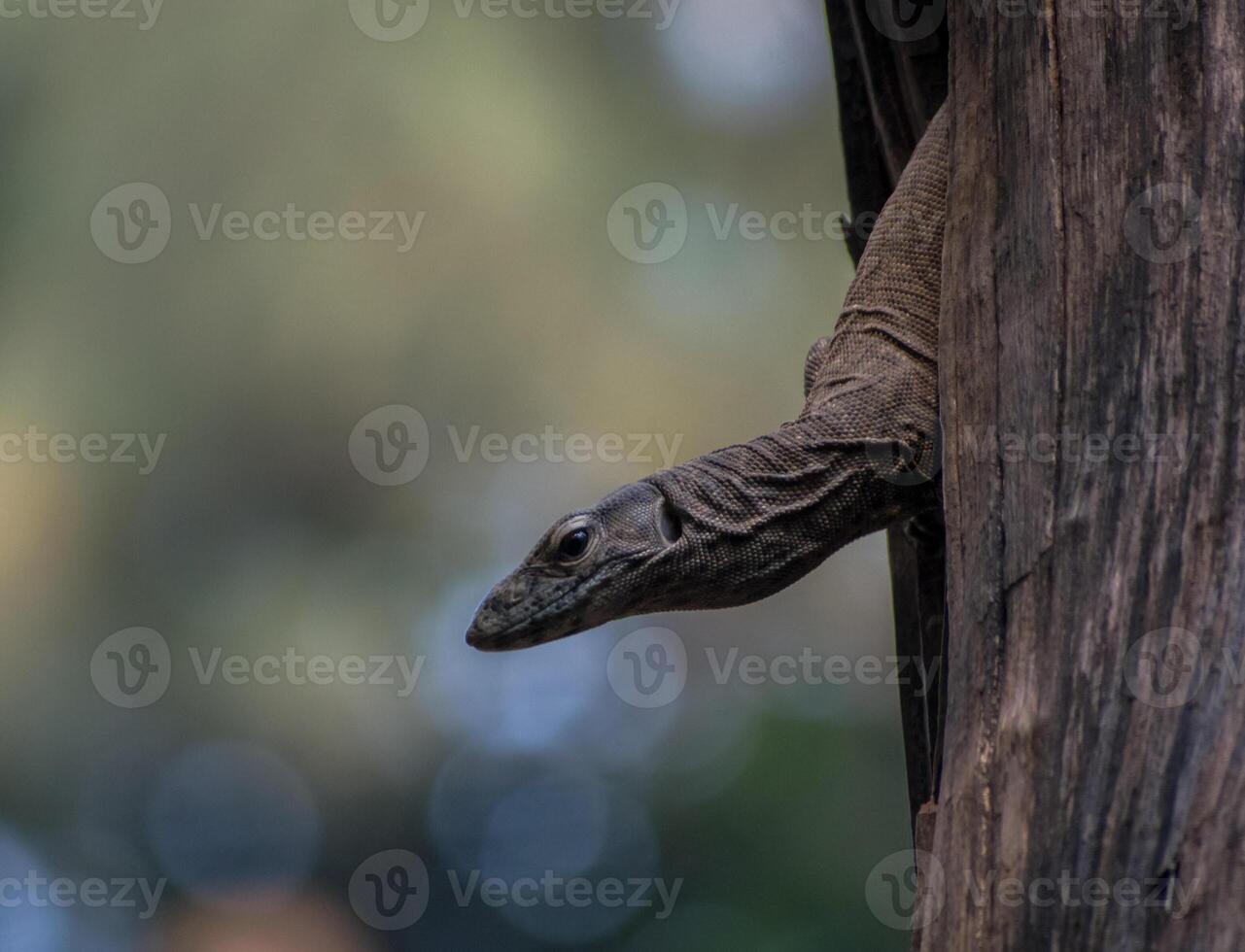 Lizard illustration, beautiful high resolution background, hd stock photo