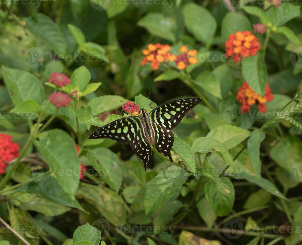 Tailed jay bird illustration, beautiful bird high resolution background, hd bird stock photo