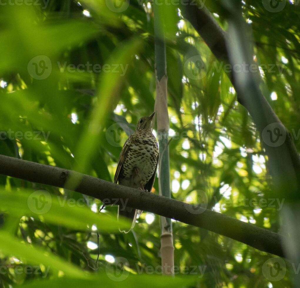 Scaly Thrush Tiger bird illustration, hd bird stock photo beautiful bird high resolution background,