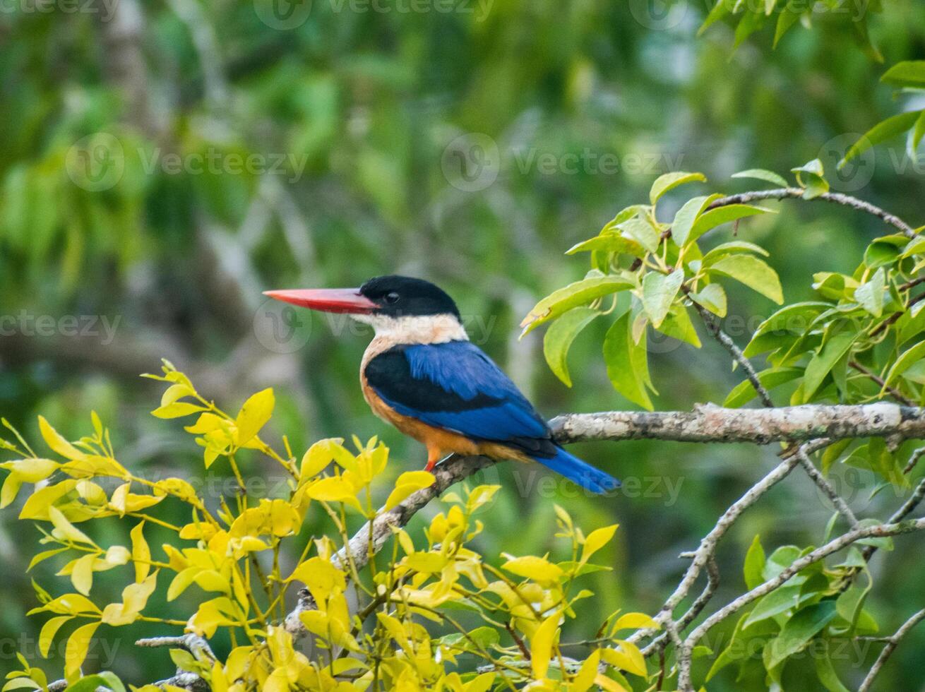 kingfisher bird illustration, beautiful bird high resolution background, hd bird stock image photo