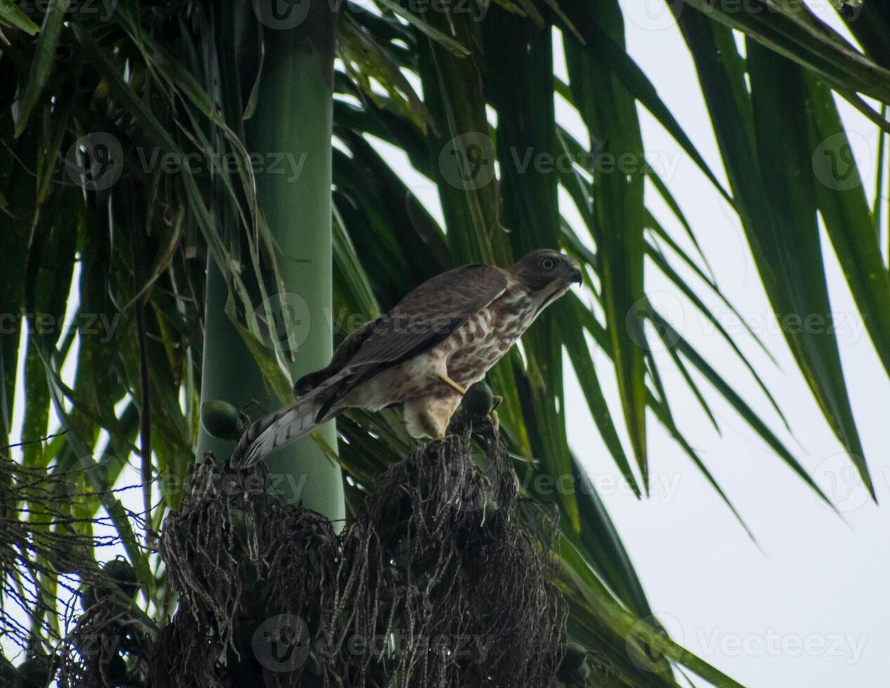 Changeable Hawk Eagle bird illustration, beautiful bird high resolution background, hd bird stock photo