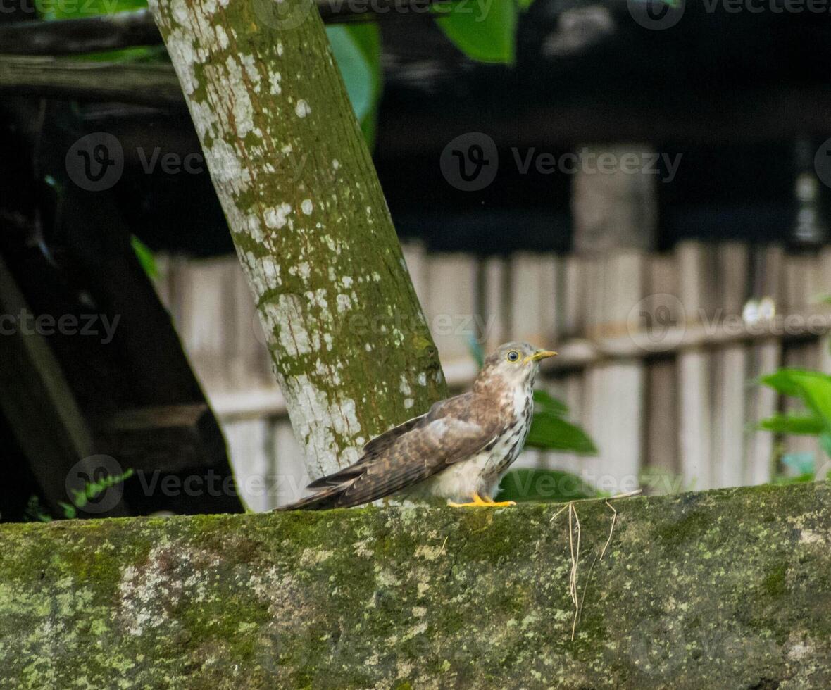 Shikra bird illustration, beautiful bird high resolution background, hd bird stock image photo