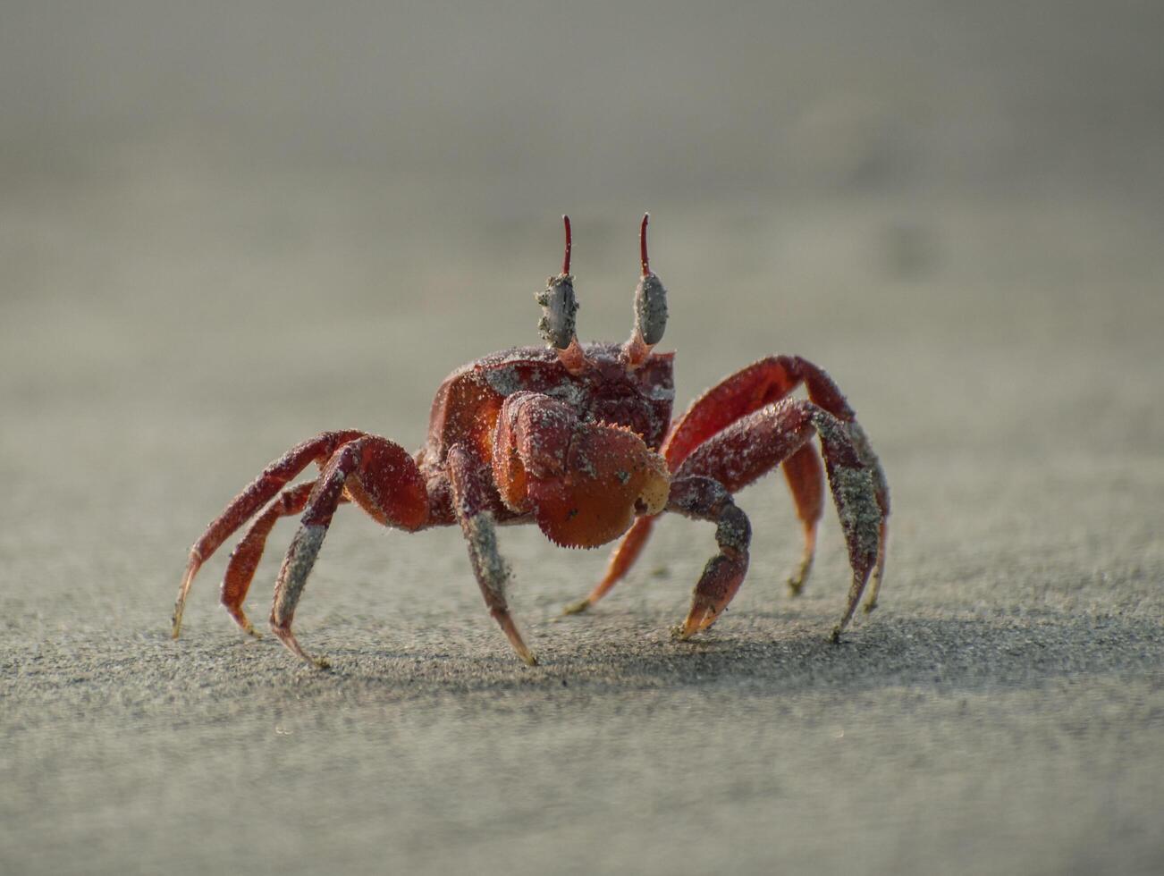 Crab illustration, beautiful high resolution background, hd stock photo