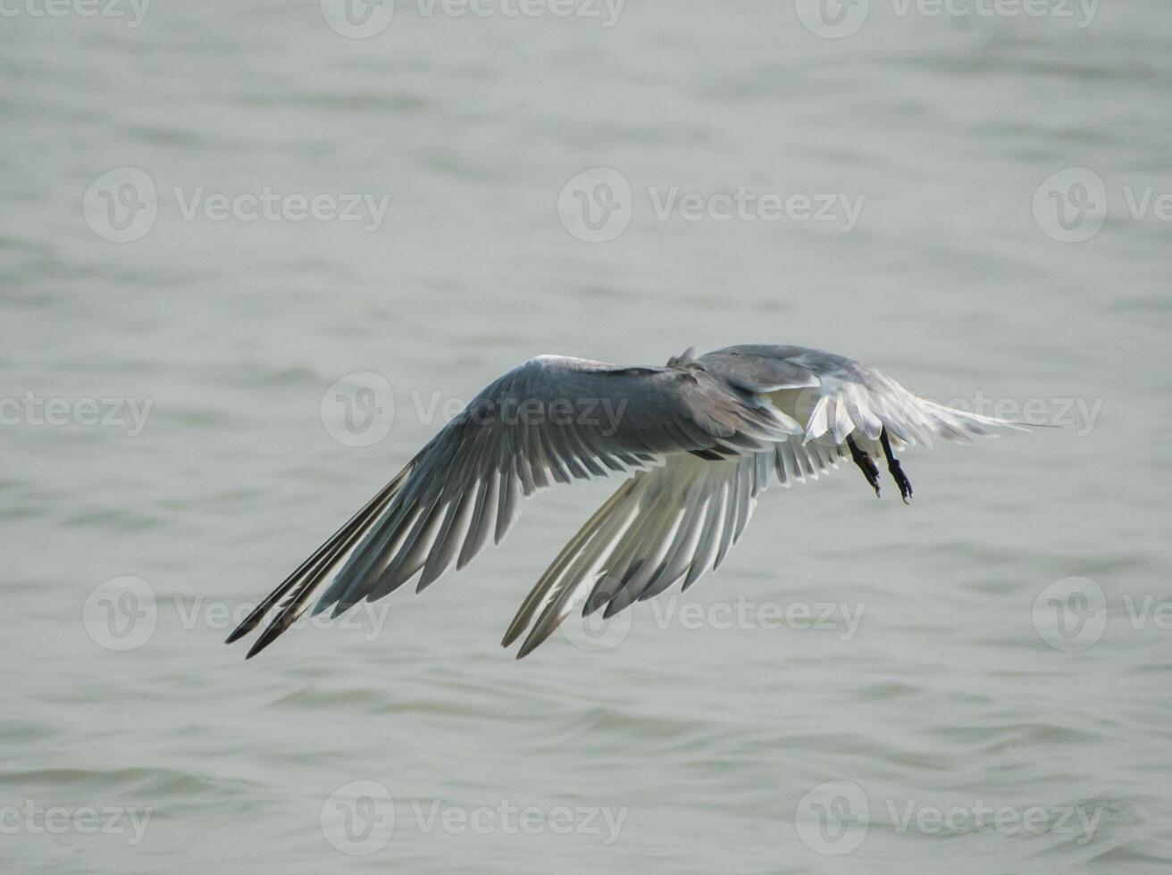 Greater crested tern bird illustration, beautiful bird high resolution background, hd bird stock photo