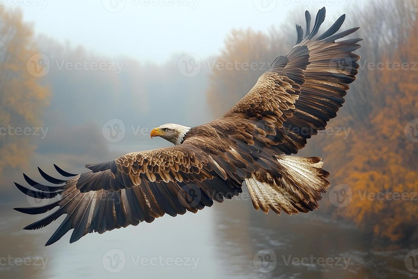 Majestic Bald Eagle in Flight Over Misty Autumn River Landscape photo