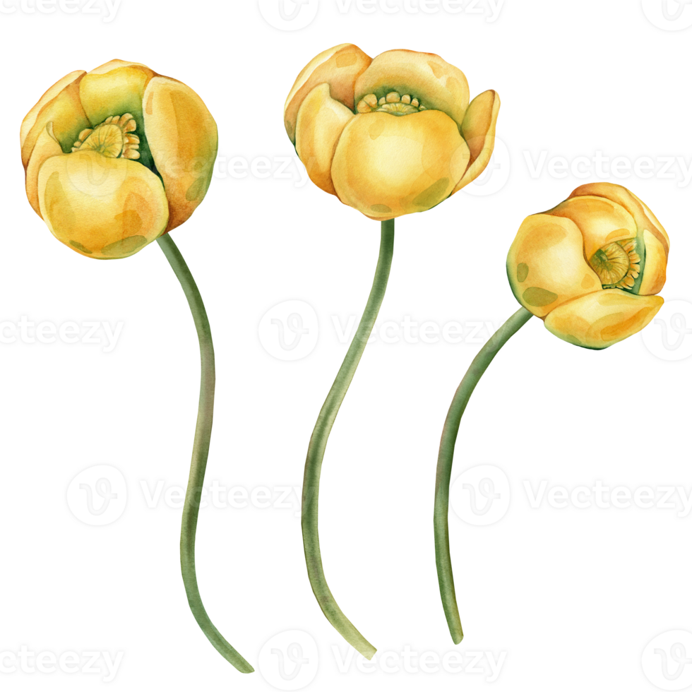 Hand drawn watercolor set of yellow water lilies with stems, featuring tropical and Chinese varieties. Bundle of water lily or Nuphar for clipart or spa or Zen design. Botanical drawing. png
