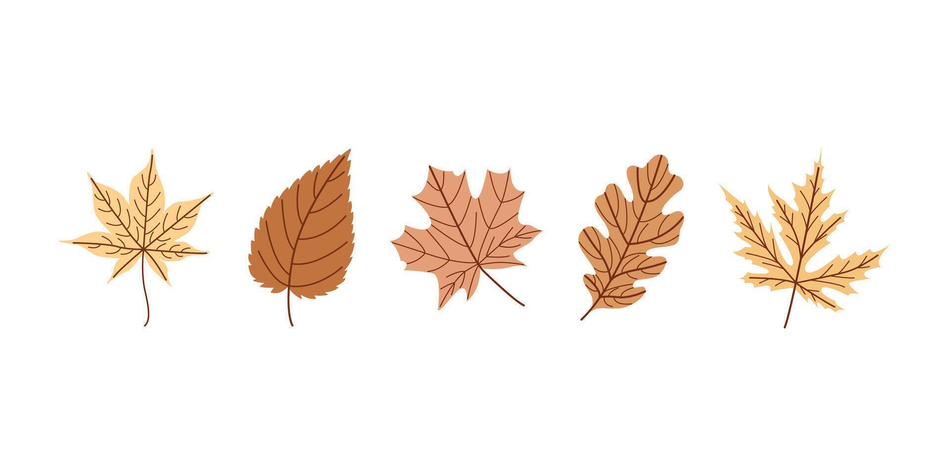 Autumn Leaves Illustration Set Hand Drawn Fall Foliage in Earthy Tones on White Background vector