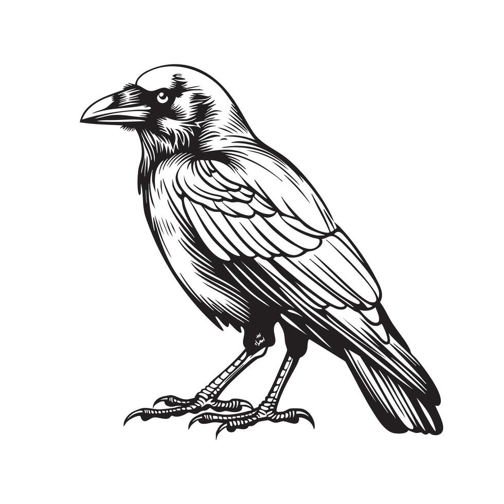 Detailed Monochrome Illustration of a Crow Perched vector
