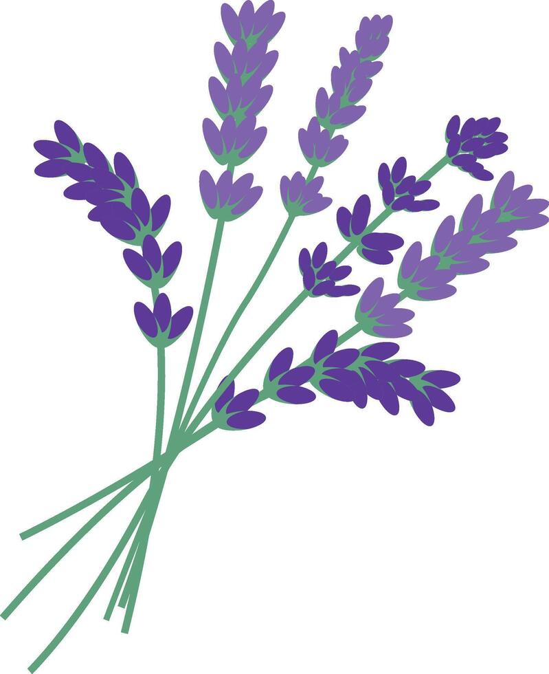 lavender plant flowers bunch vector