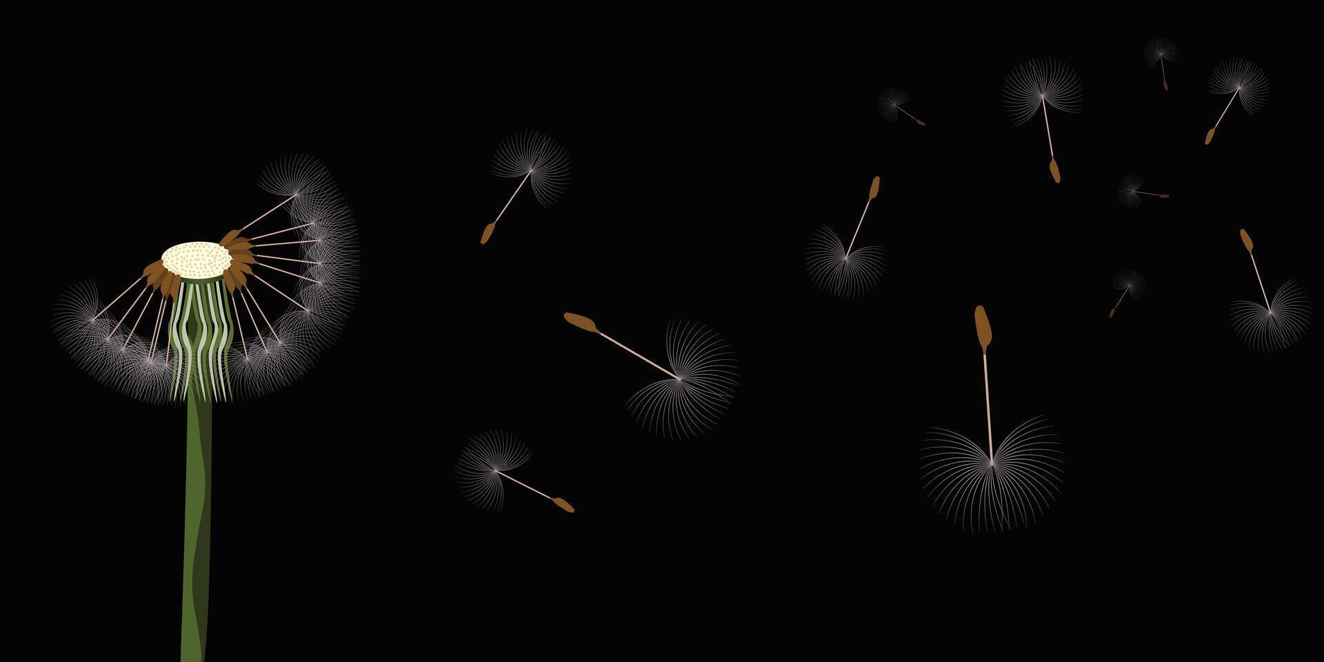 beautiful dandelion flower vector