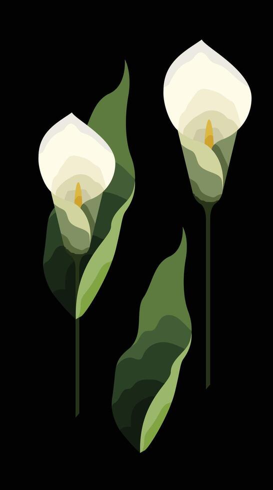white calla lily vector