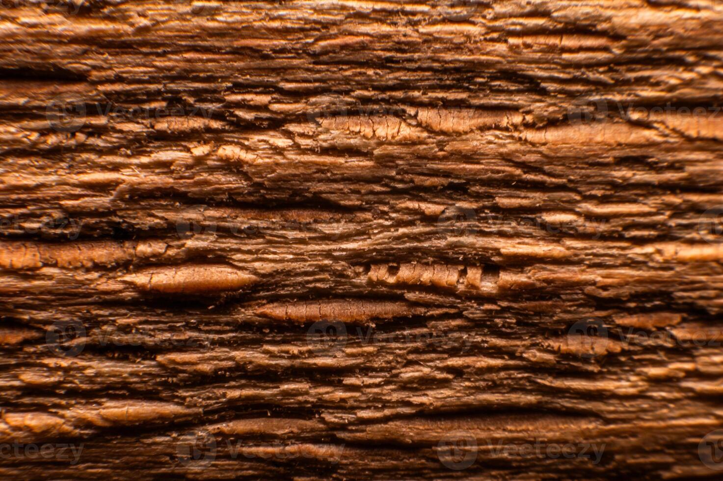 Wood structure. Cross-section of a log showing the pattern and texture created over the years photo