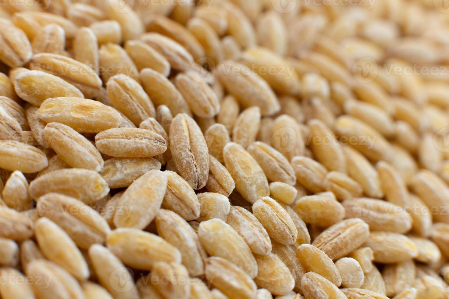 Close-up macro shot of spelt grains in soft focus. Raw healthy grains. Side view photo