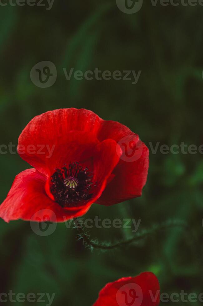Close-up of red poppy flower on green blurred background. Vertical. Selective focus. Common poppy. Copy space for text. Papaver rhoeas photo