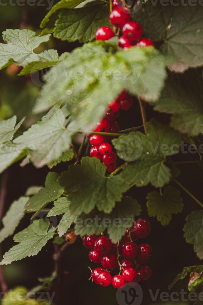 Close-up of red currant berries on a bush. Vertical background. Concept of summer berries harvest and organic farming photo