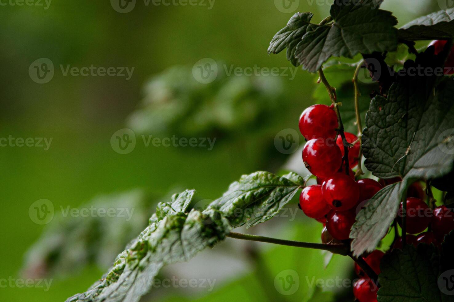 Close-up of red currant bush in the summer garden. Blurred green background. Horizontal. Concept of summer berries harvest, organic farming, healthy nutrition. Copy space for text photo