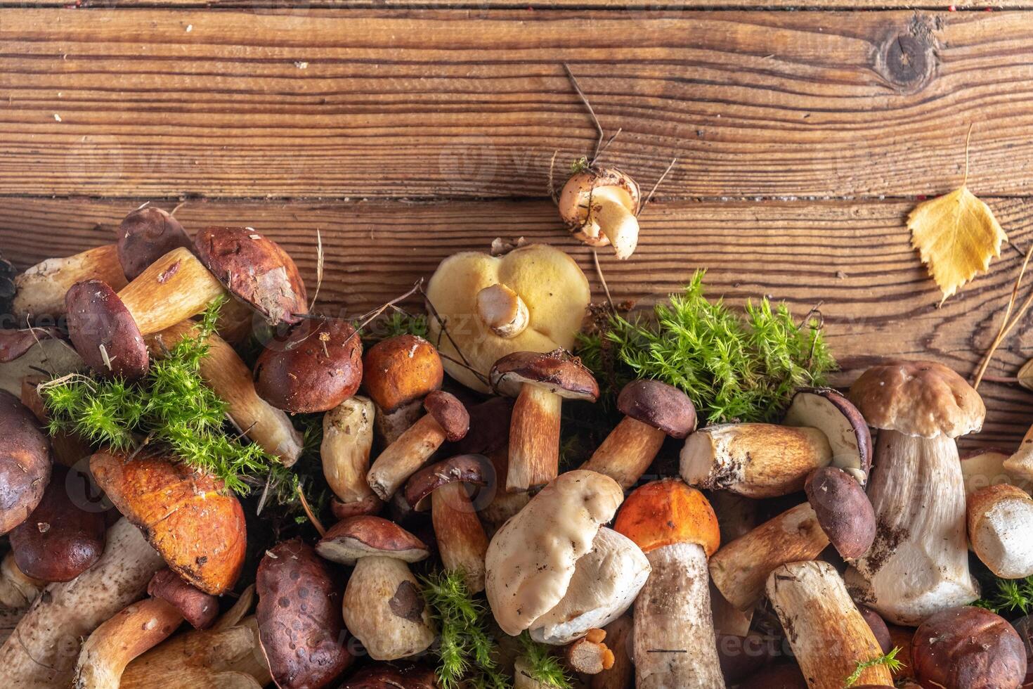 Fresh wild mushrooms different on a wooden background, top view, copy space. Forest mushrooms flat lay photo