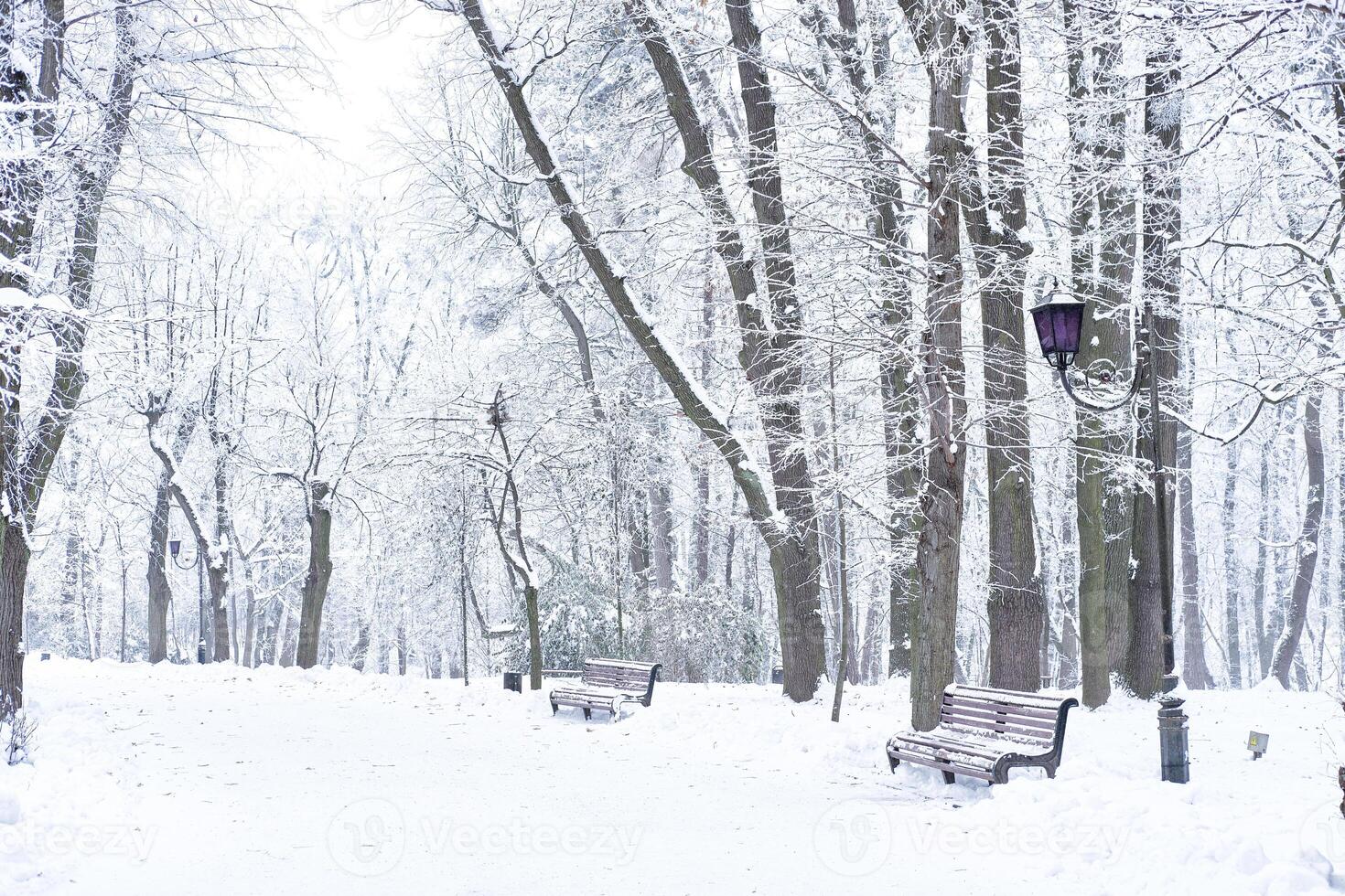 Snow-Covered Park with Benches and Vintage Lamp Post. Stryiskyi Park from Lviv photo