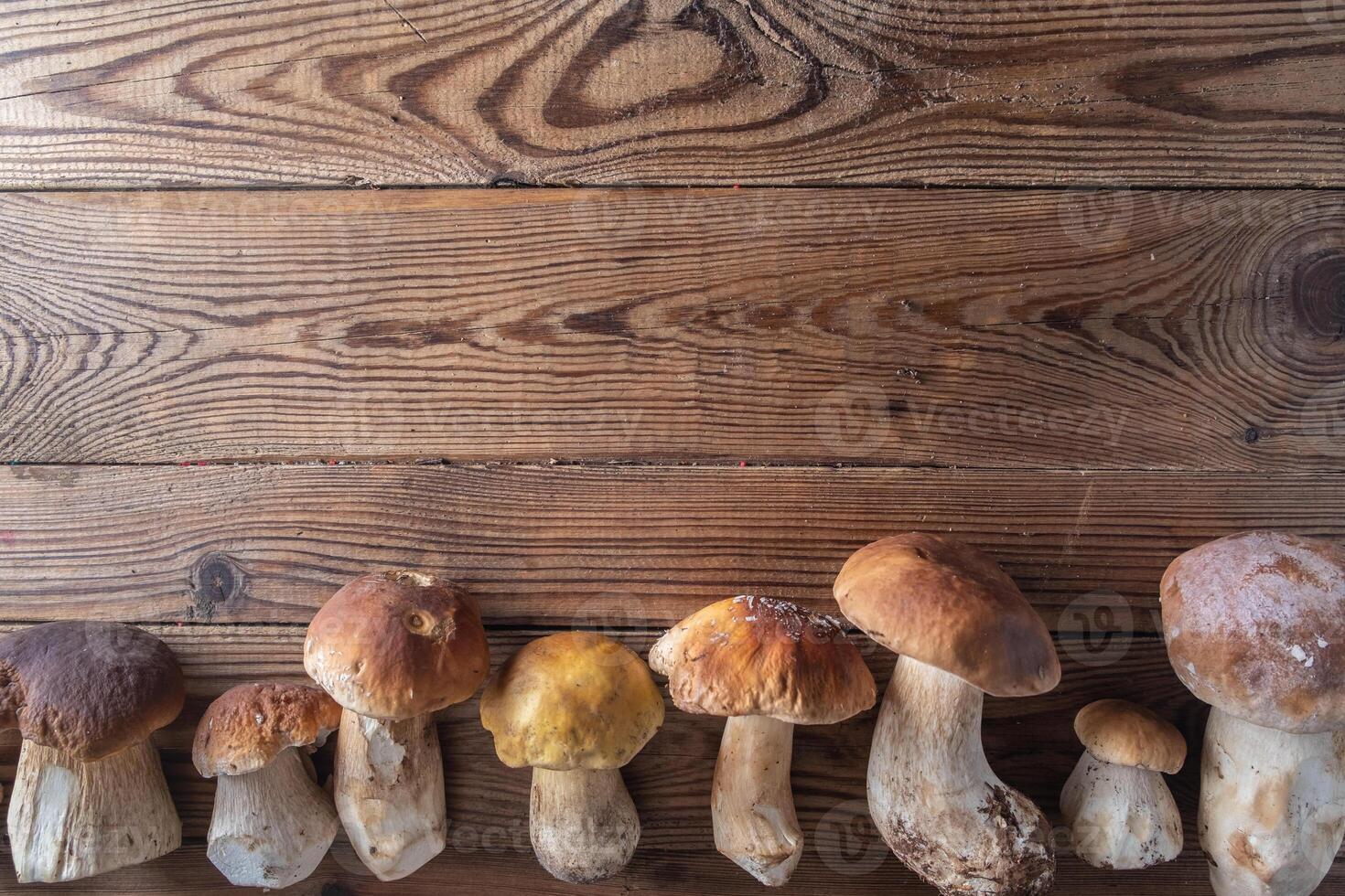forest porcini mushrooms on a wooden background. top view, copy space. Autumn concept. photo