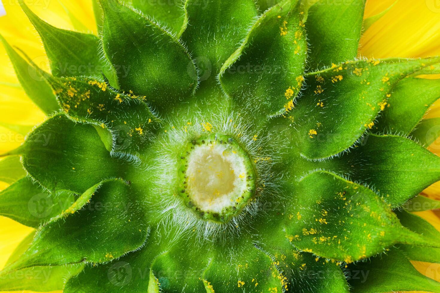 Macro View of Sunflower Base with Green Sepals photo