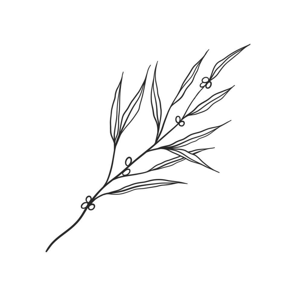 a line drawing of a branch with leaves vector