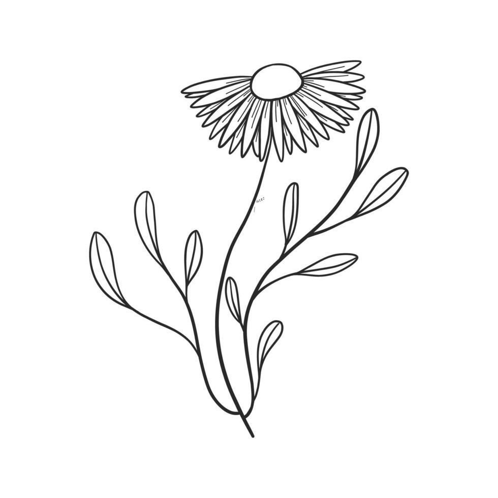 a Line art of a daisy with leaves vector