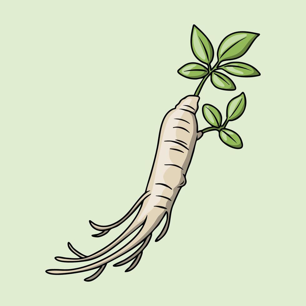 Ginseng Root and Leaves Illustration vector