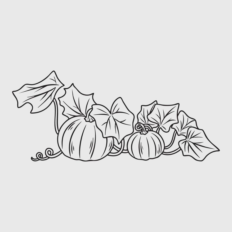 Line art illustration of pumpkins with leaves and vines vector