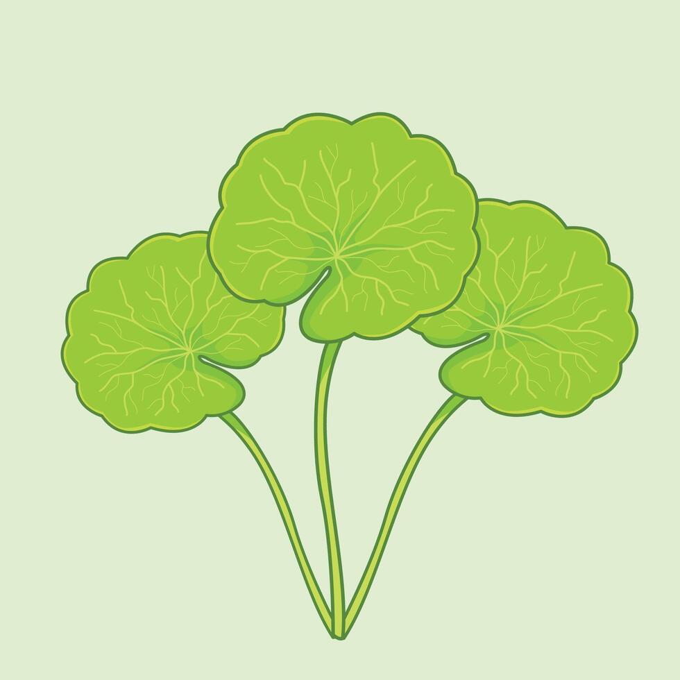 Hand Drawn of Centella Asiatica Plant vector