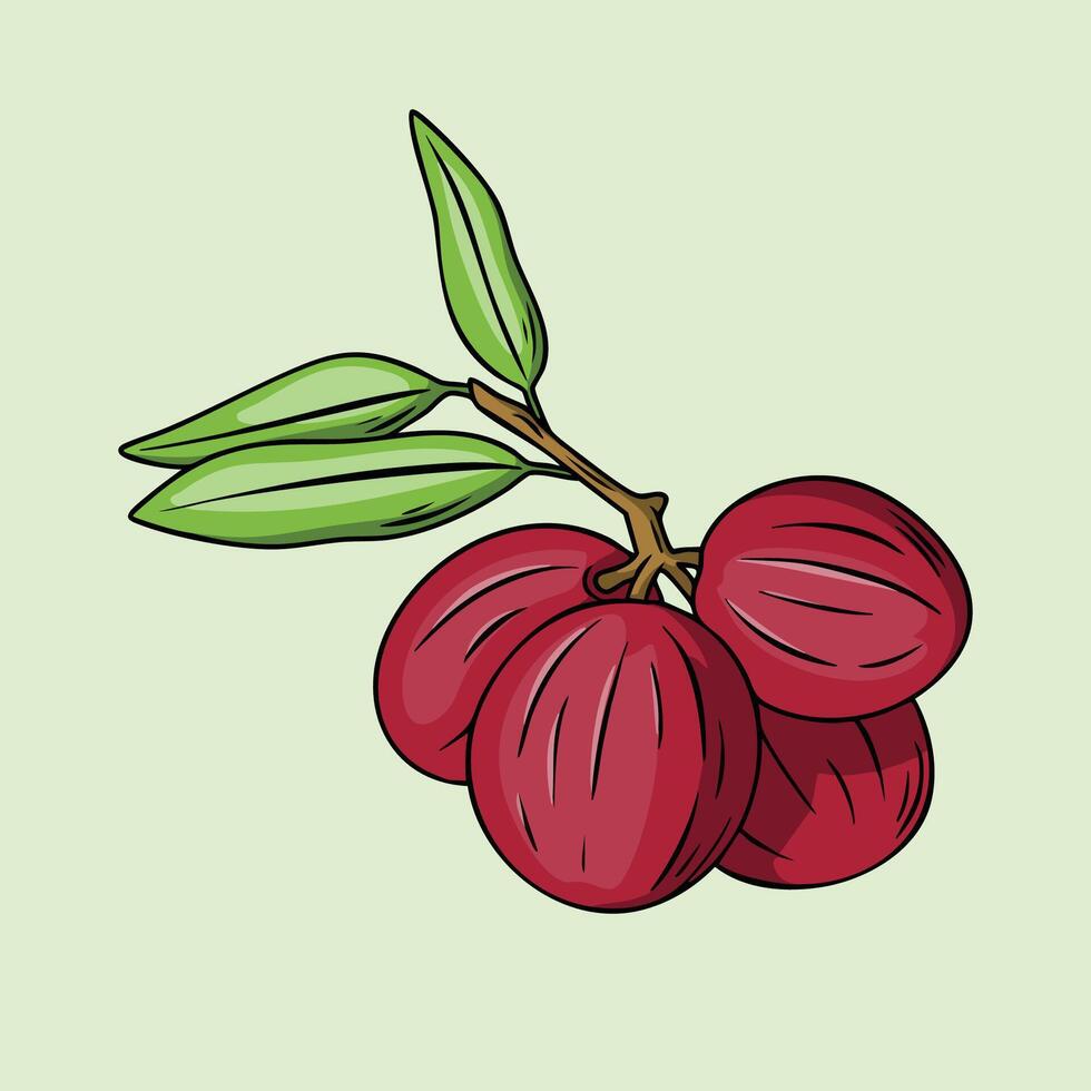 Illustration of Mahkota Dewa branch with fruit and leaves vector
