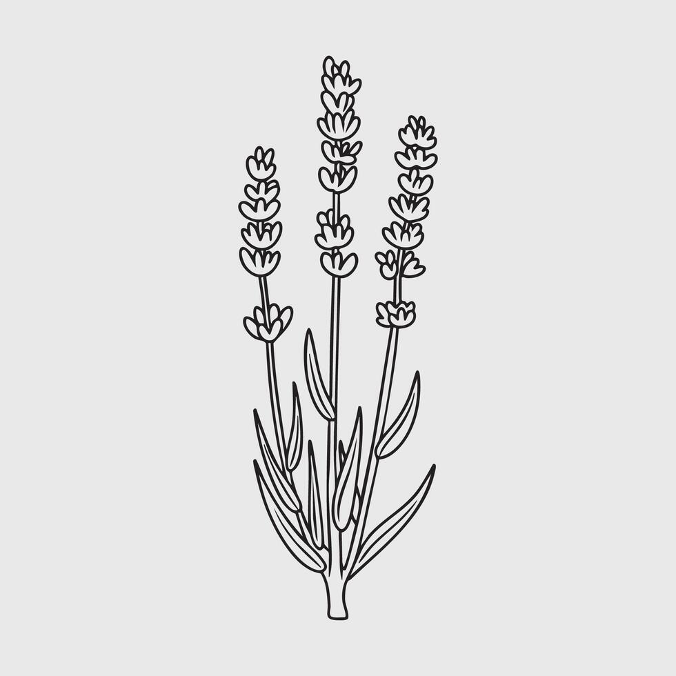Simple Black and White Lavender Sprigs Illustration vector