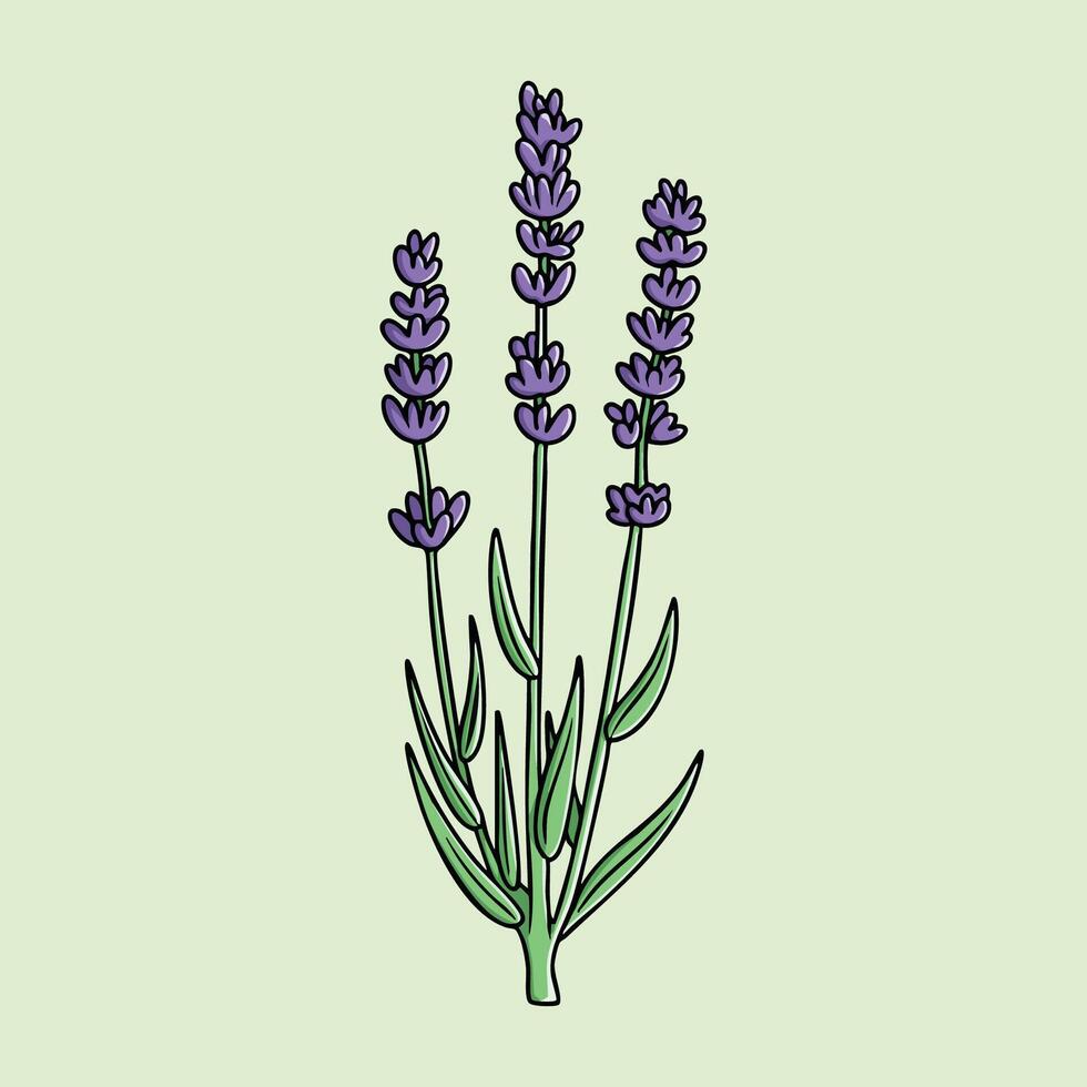 Illustration of purple lavender flower stalk vector