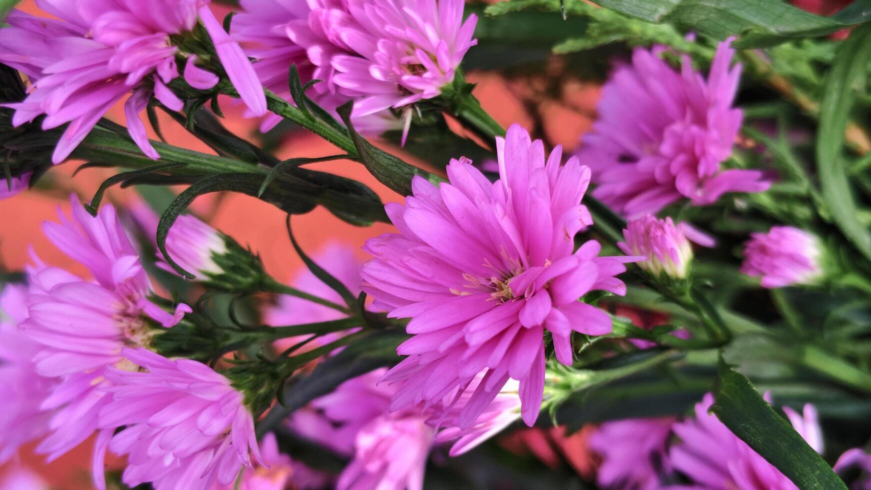Bouquet of vibrant pink asters, perfect for greeting cards, floral arrangements, social media graphics, or natureinspired designs photo