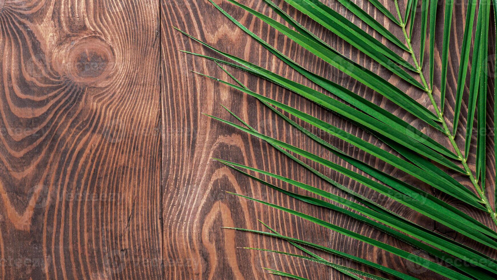 Palm leaves on brown wooden background. Tropical palm leaves top view or flat lay. Copy space for text or design. Horizontal banner. Tropical palm leave, jungle leave floral pattern background photo