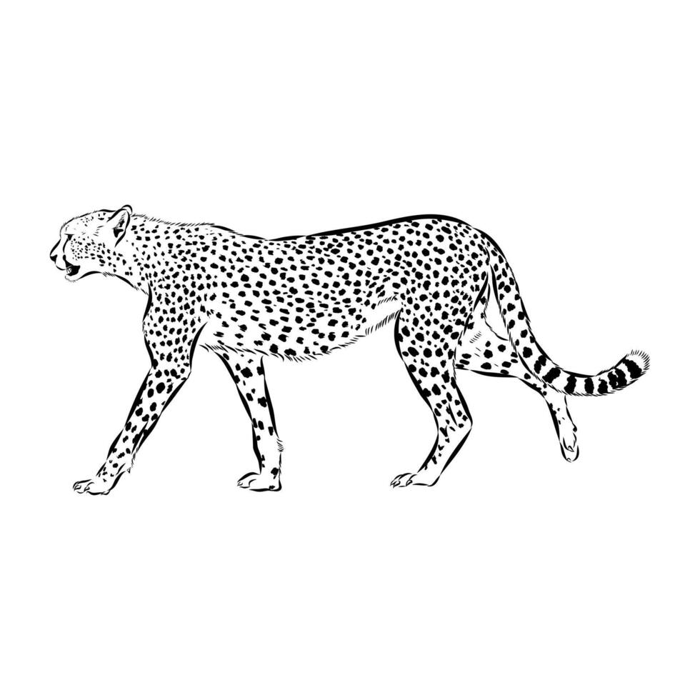 long-legged cheetah hand-drawn sketch vector