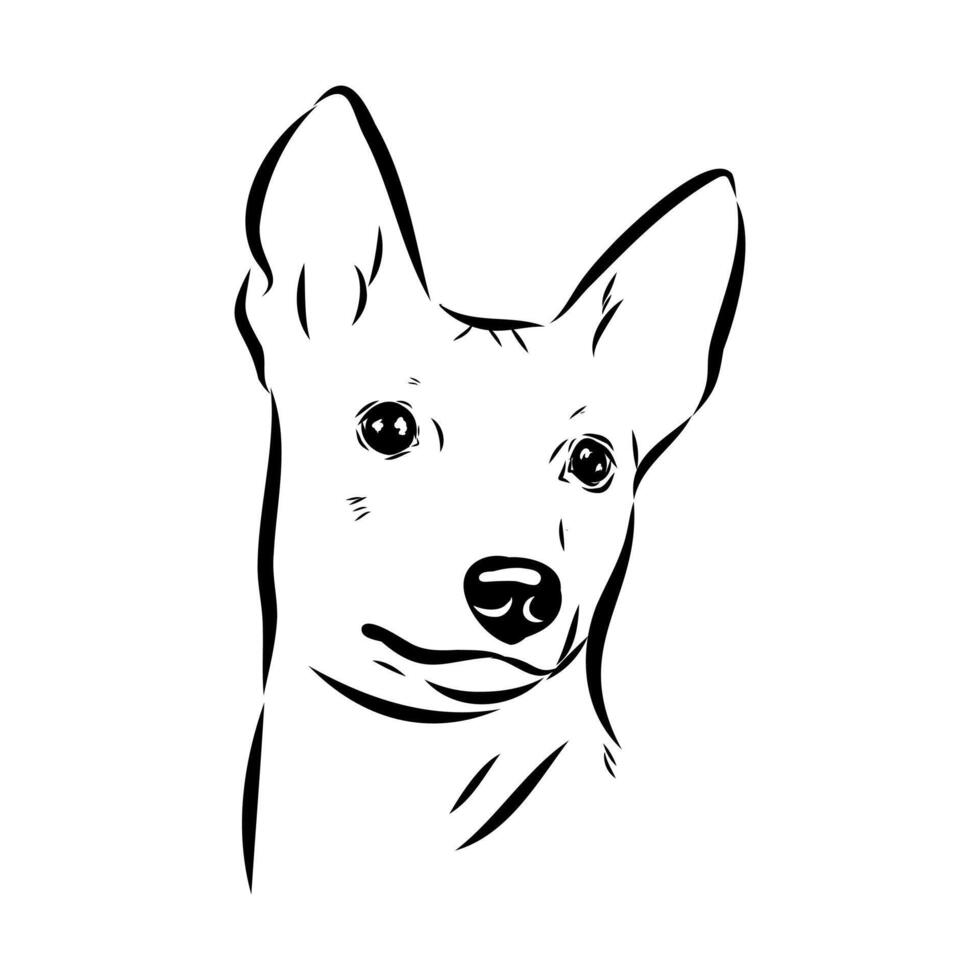 Basenji dog breed drawing vector