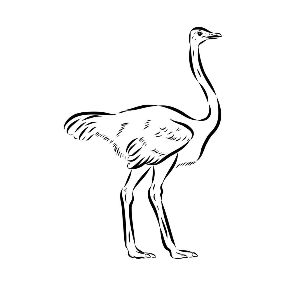 large bird ostrich black and white sketch vector