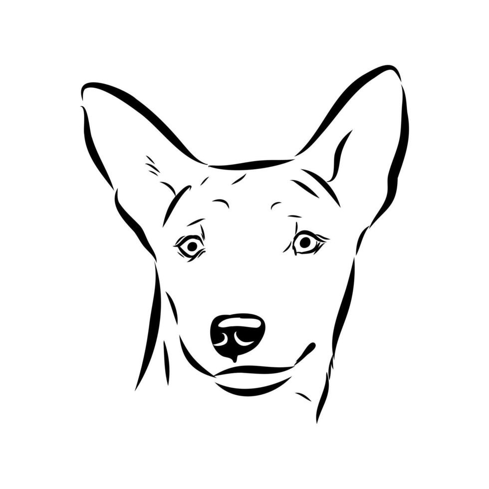 hand-drawn Basenji dog head vector