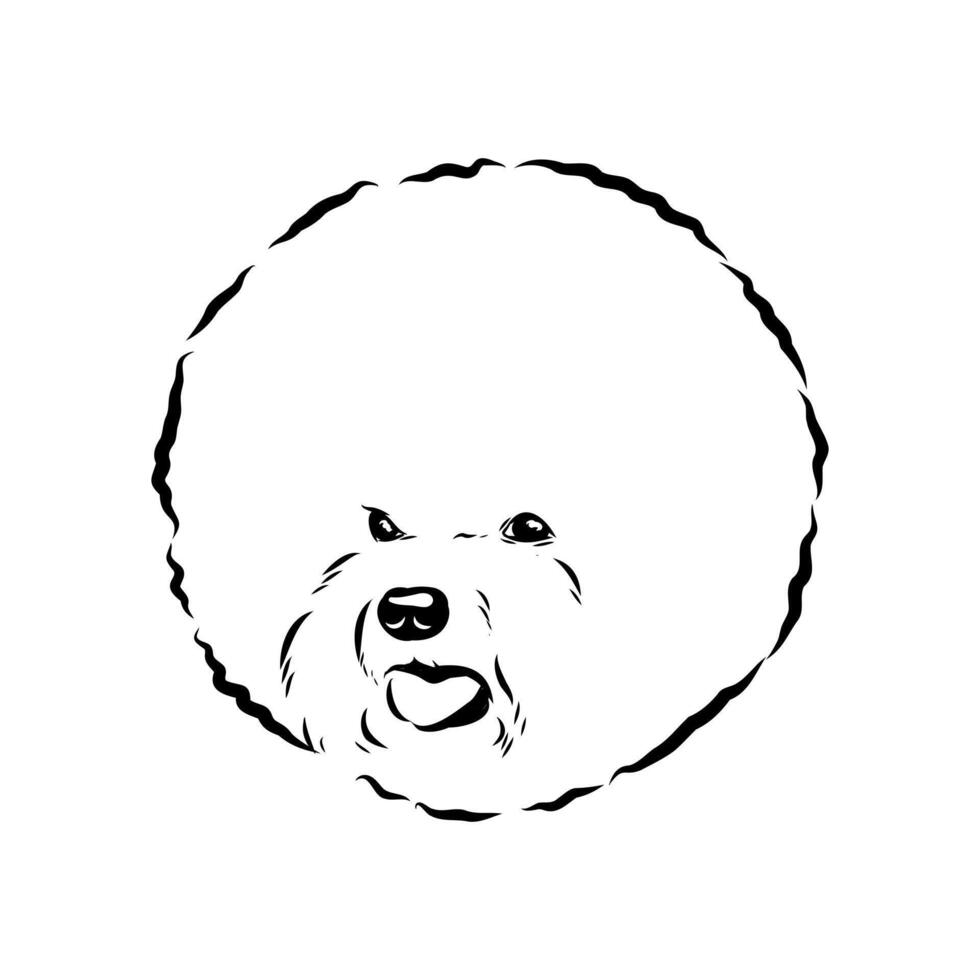 curly bichon frise dog sketch vector