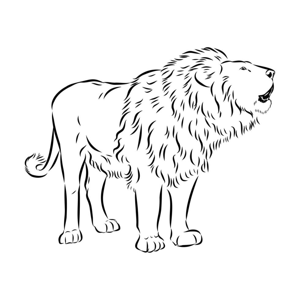 A large, powerful predator is a lion vector