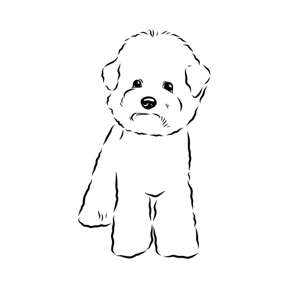 French dog bichon frisee sketch vector