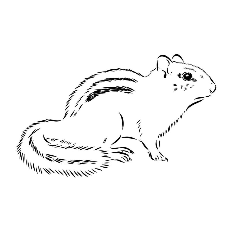 Brave chipmunk drawing vector