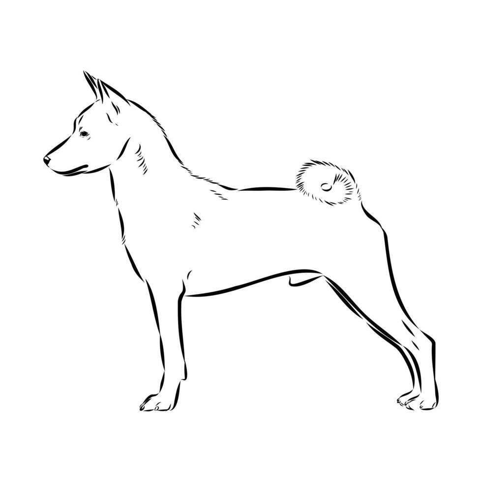Bush dog basenji drawing vector